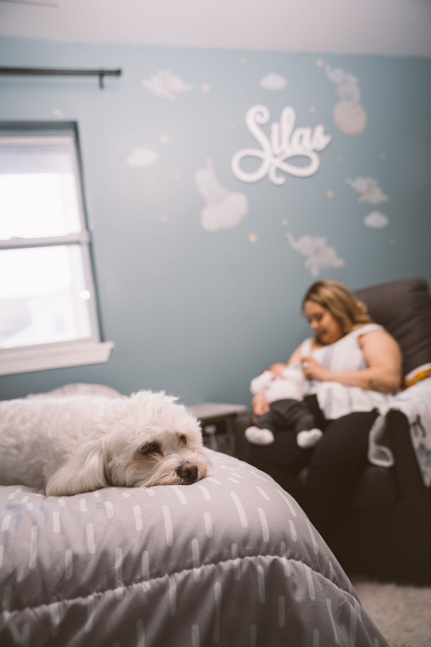 Small white dog resting on a gray couch beneath wall decorations.