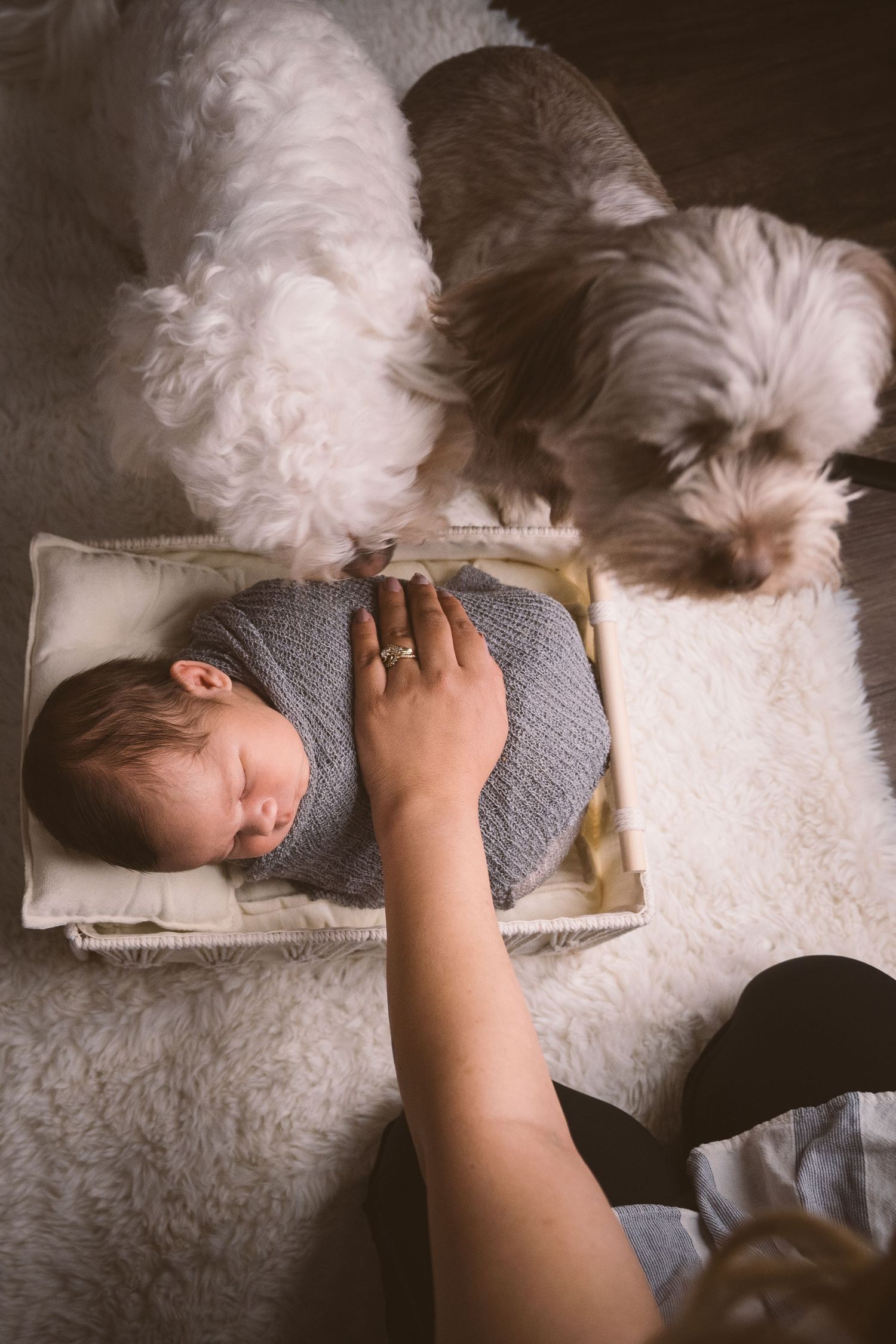 A white dog watches over a sleeping baby in a wooden crate on a plush carpet.