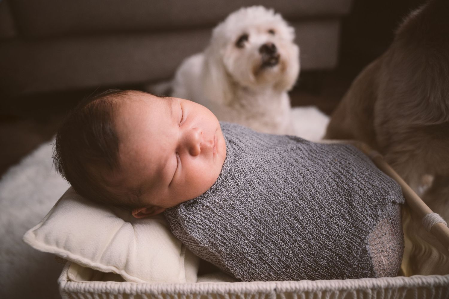 A white fluffy dog rests next to a sleeping baby wrapped in a gray blanket.