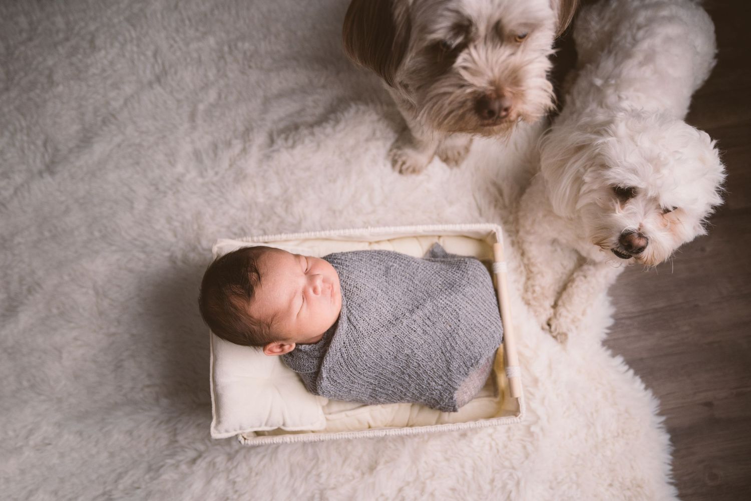 A peaceful newborn rests in a wooden box while a white dog watches nearby.