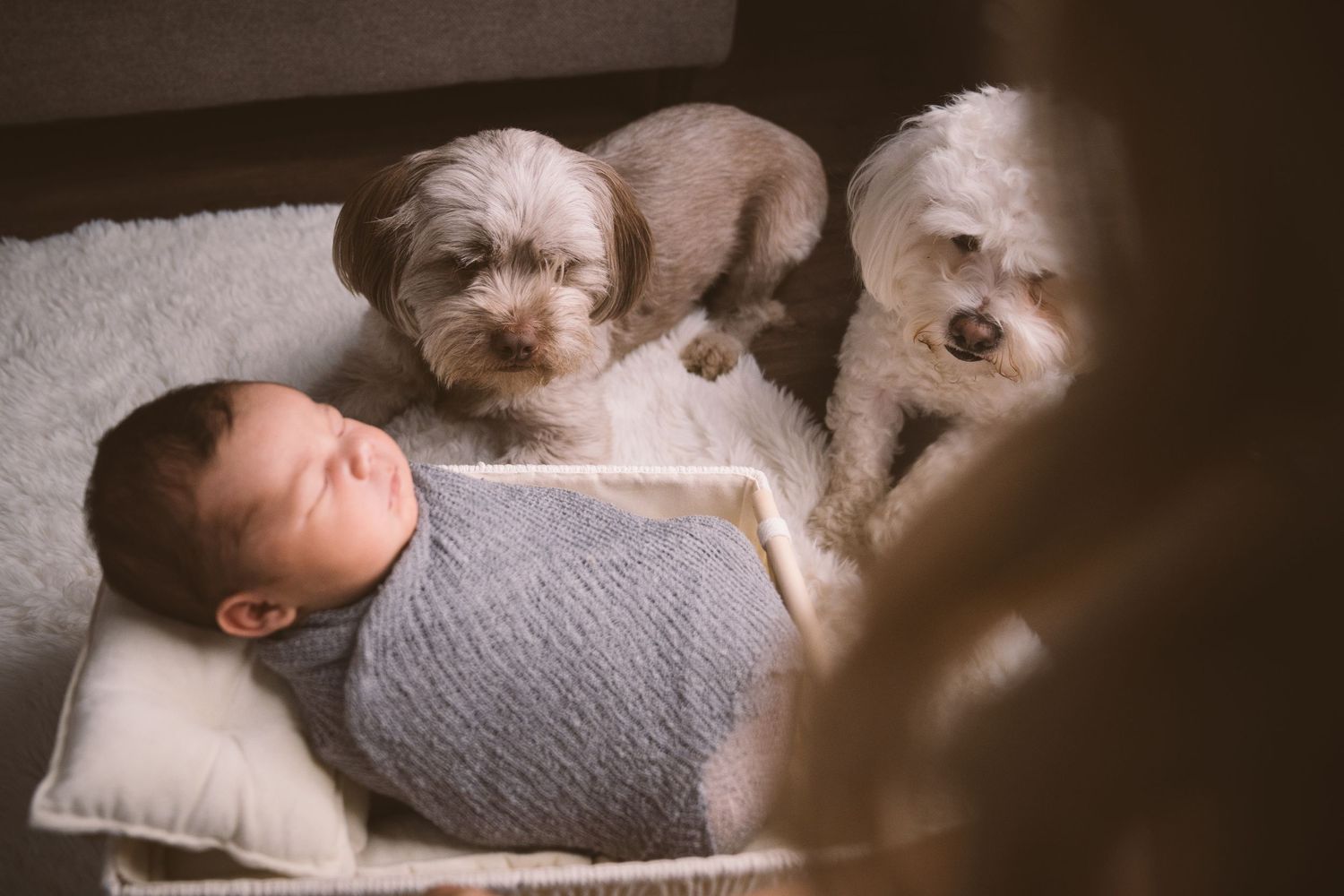 Two fluffy dogs watch over a sleeping baby wrapped in gray on a white pillow.