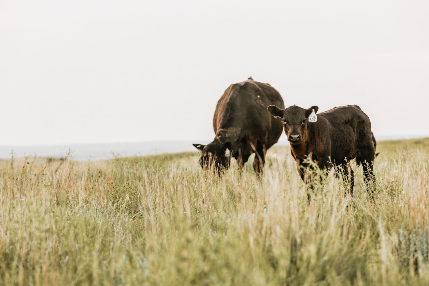 cows
