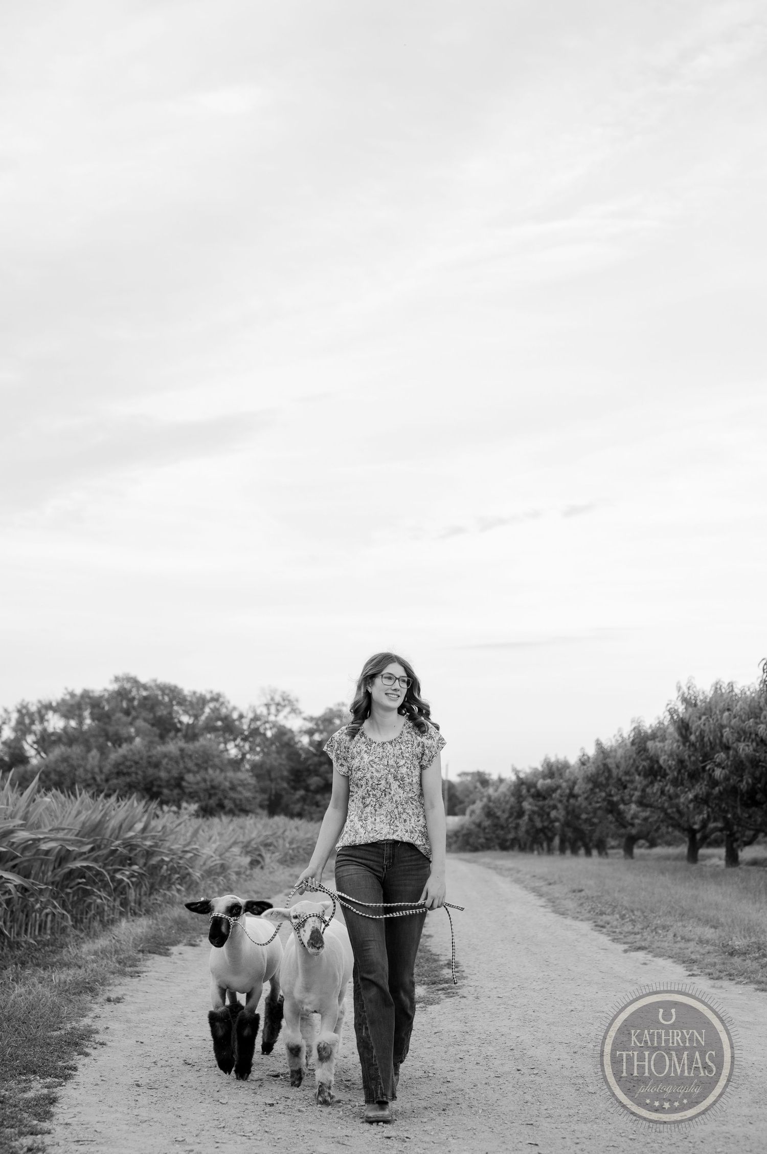 A casual walk down a countryside path with two sheep among orchard trees on a cloudy day.