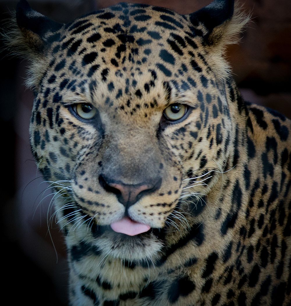 Close up of a jaguar.
