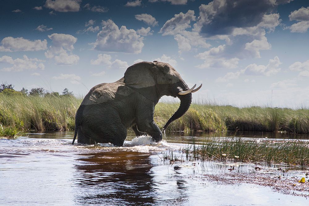 Elephant walking through the water.