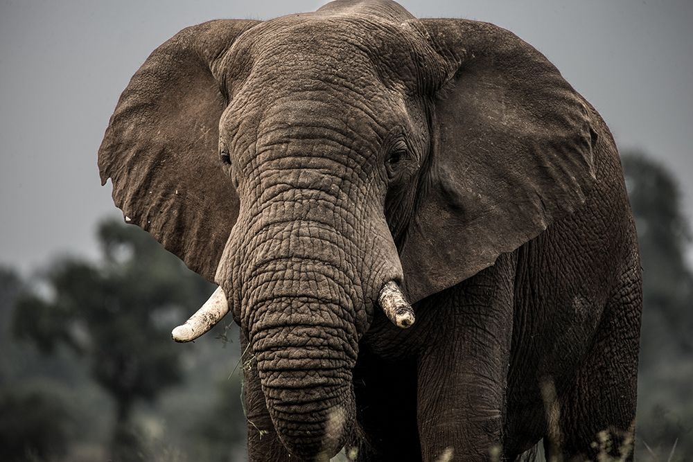 Close up of an elephant.