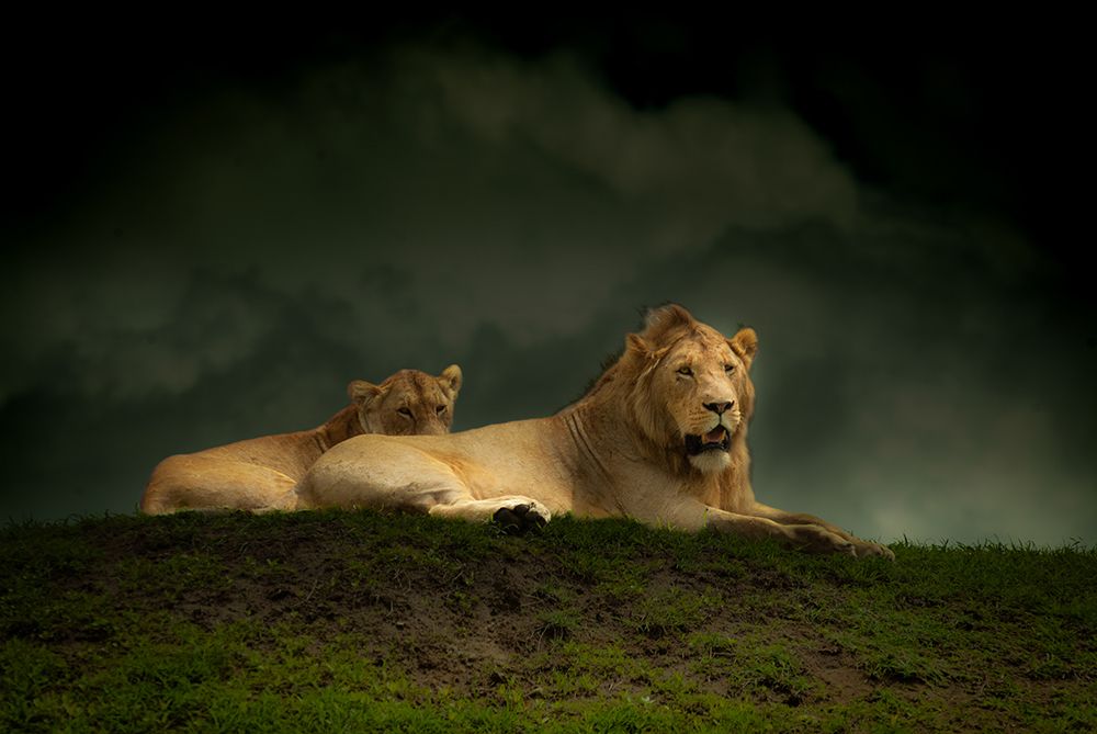 Male and female lion laying at the top of a hill.