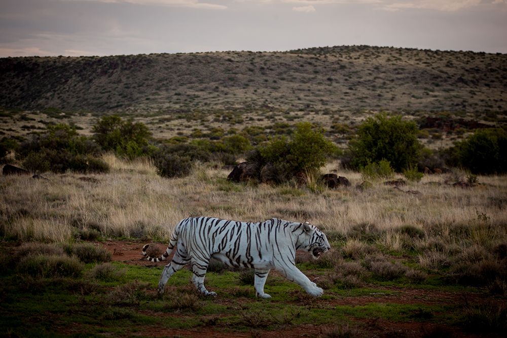 White tiger walking through a field.