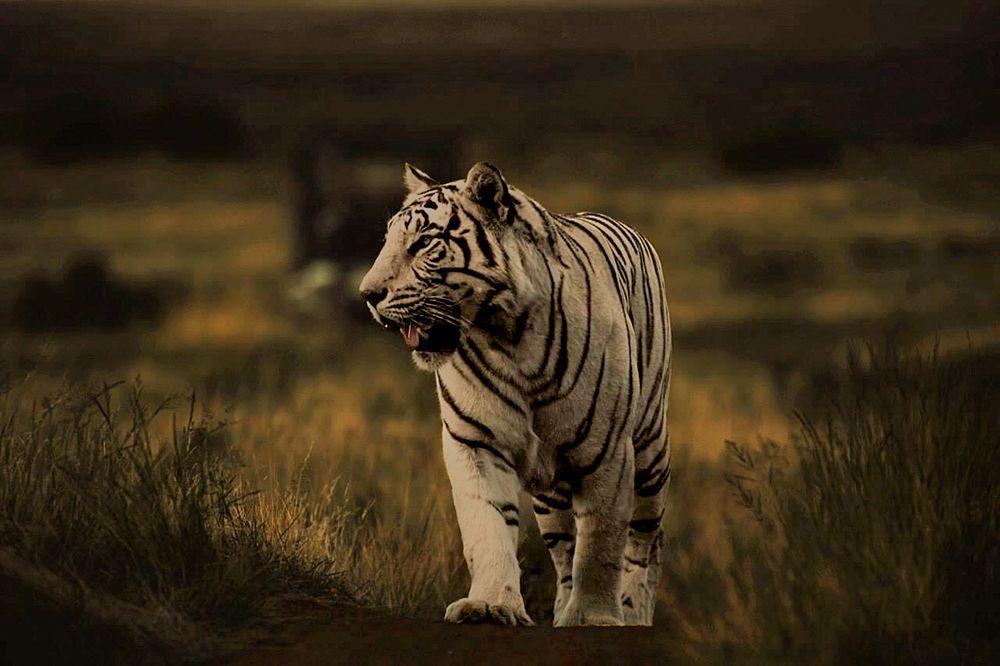 White tiger walking through a field.