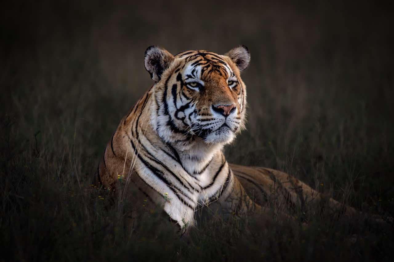 Tiger sitting in grass