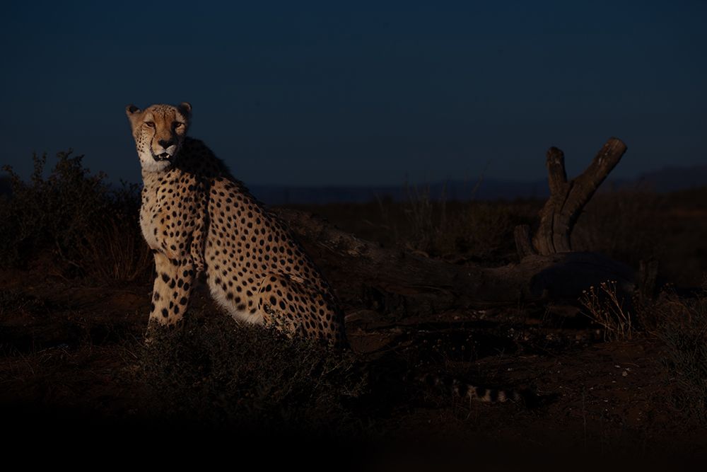 Cheetah in the evening light.