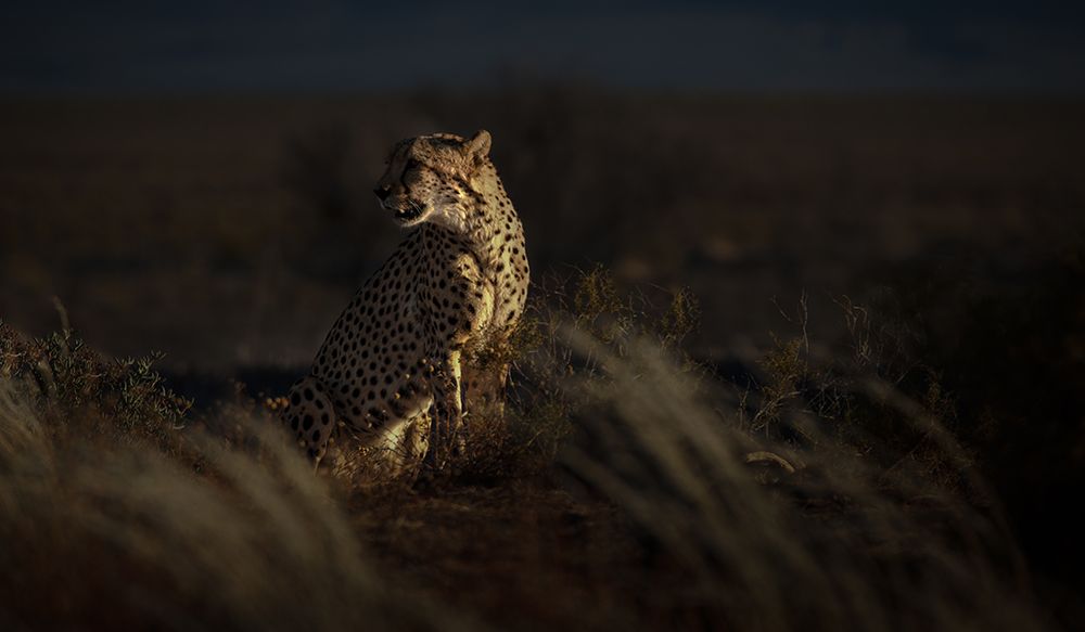 Cheetah sitting in tall grass.