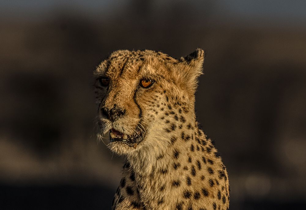 Close up on a cheetah.