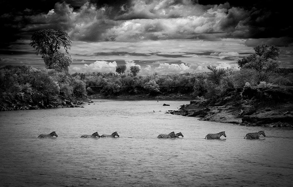 Black and white image of zebras crossing a river.