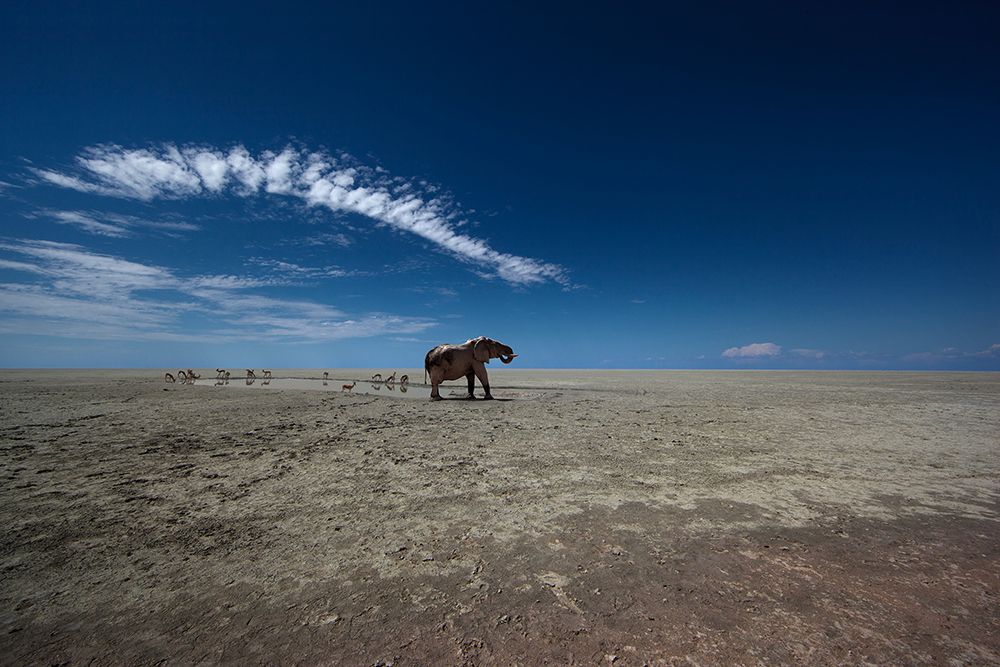 Elephant standing by a watering hole.