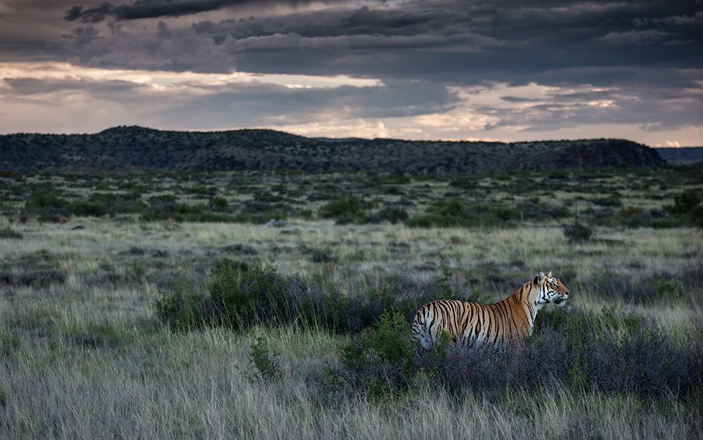 Tiger standing in the grass in a field.