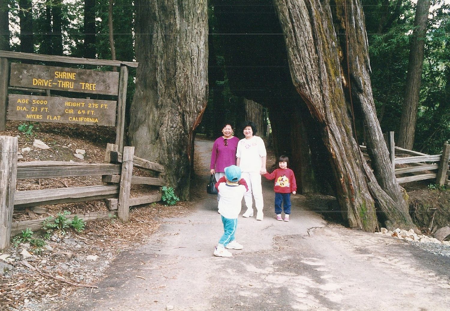 Tourists walk along a winding forest path surrounded by massive redwood trees in a national park.