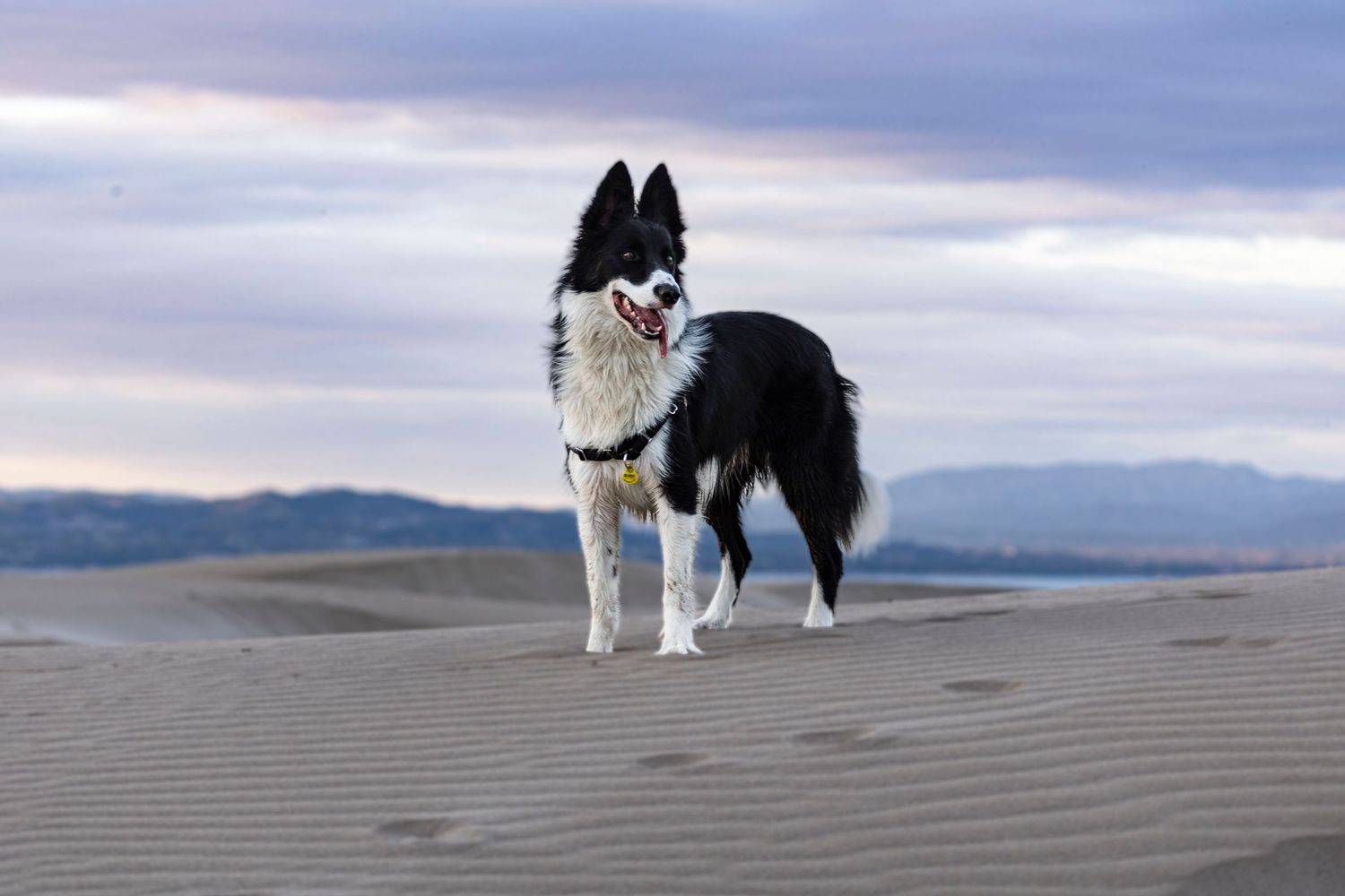 Perro en sesión fotográfica exterior en Barcelona. Fotografía canina profesional por Daniel Giménez fotógrafo.