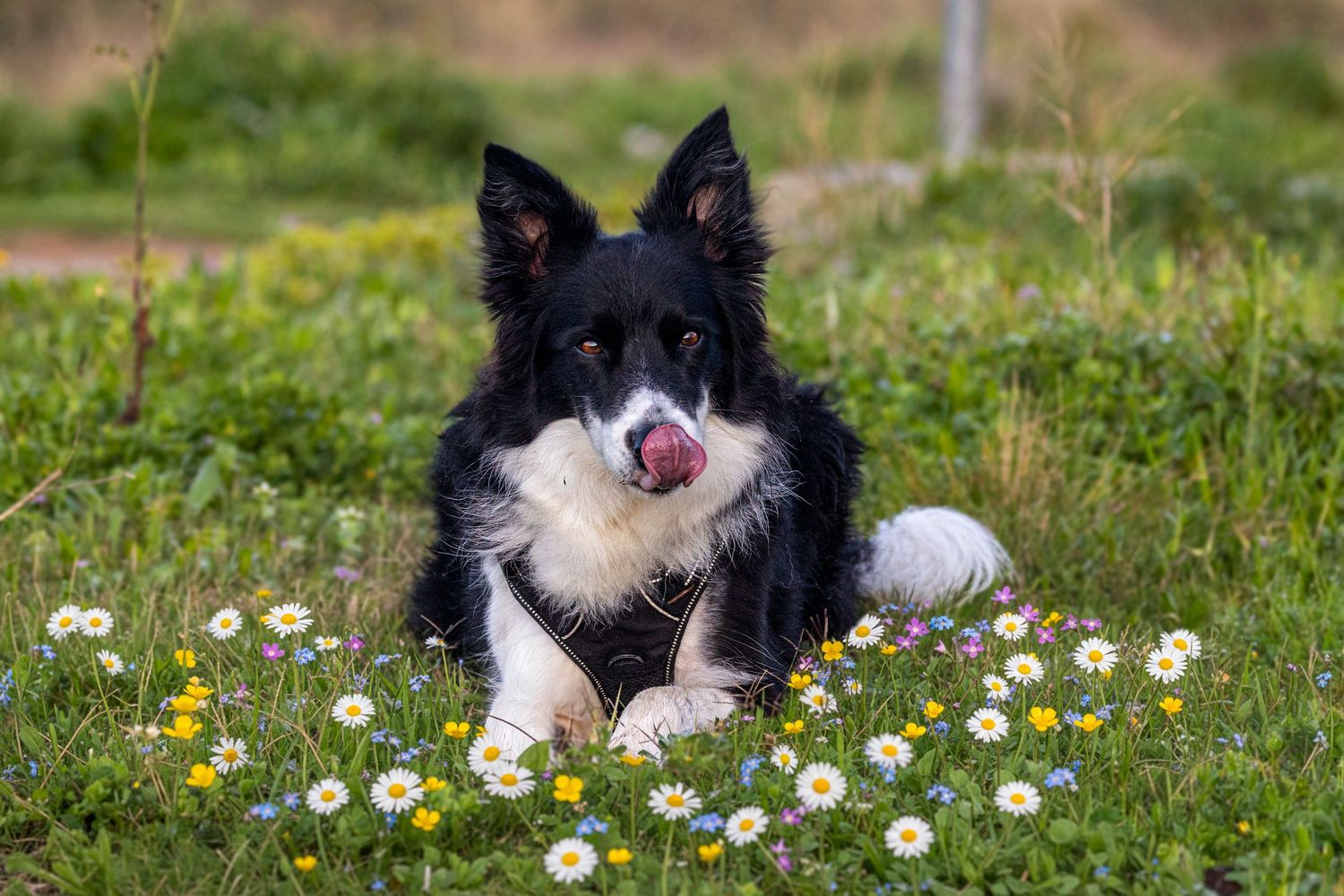 Perro en sesión fotográfica profesional al aire libre. Fotografía canina de alta calidad en Barcelona por Daniel Giménez.
