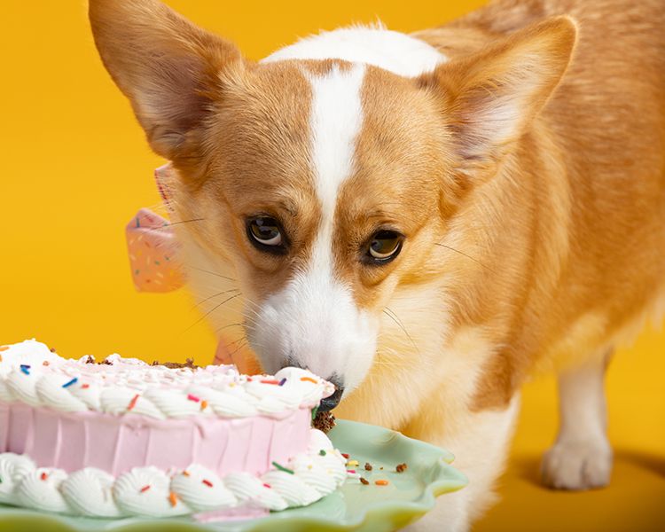 Orange and white corgi puppy licks icing from a birthday cake against a bright yellow background.