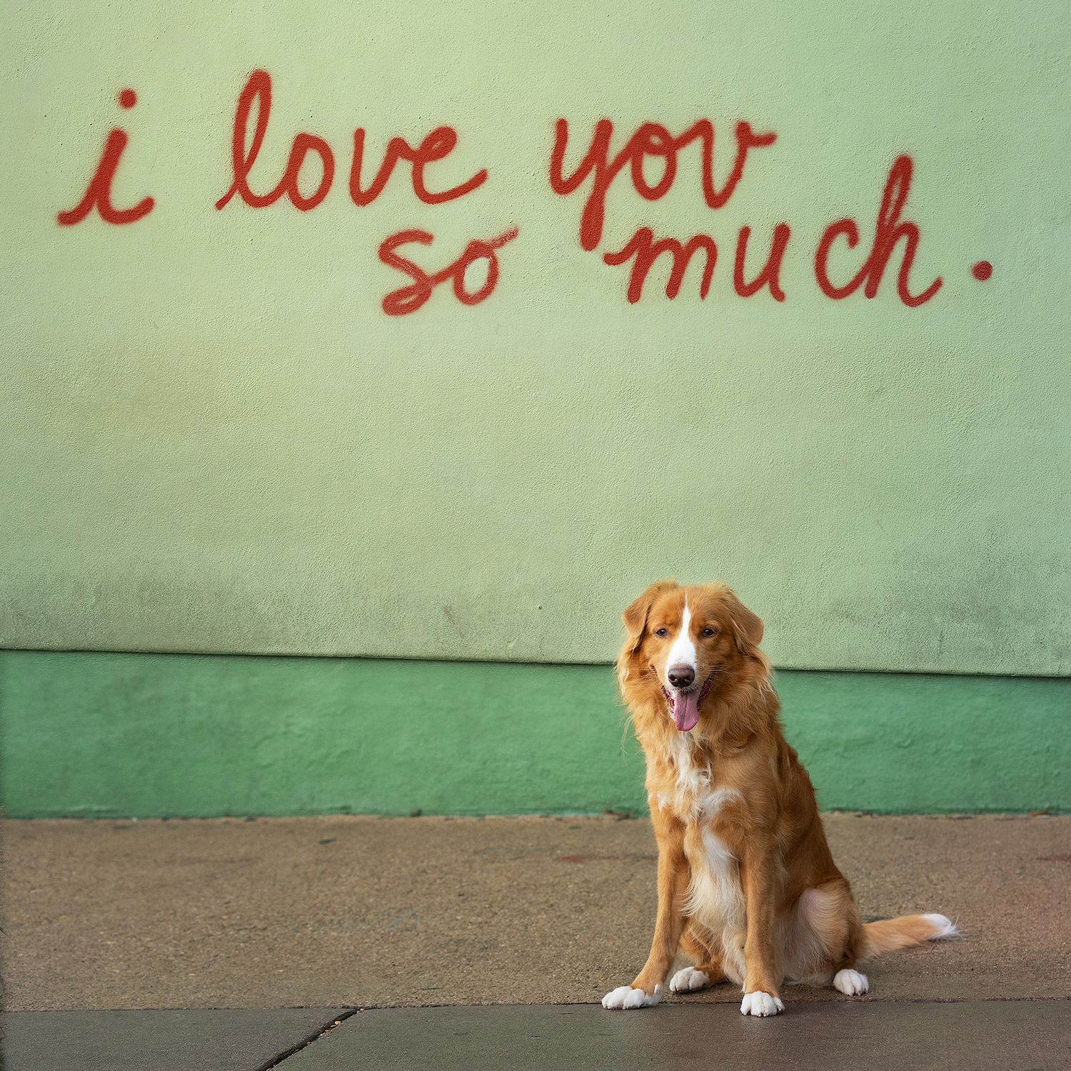 A young dog sits in front of the i love you so much mural at jo's coffee on south congress avenue in austin, texas.
