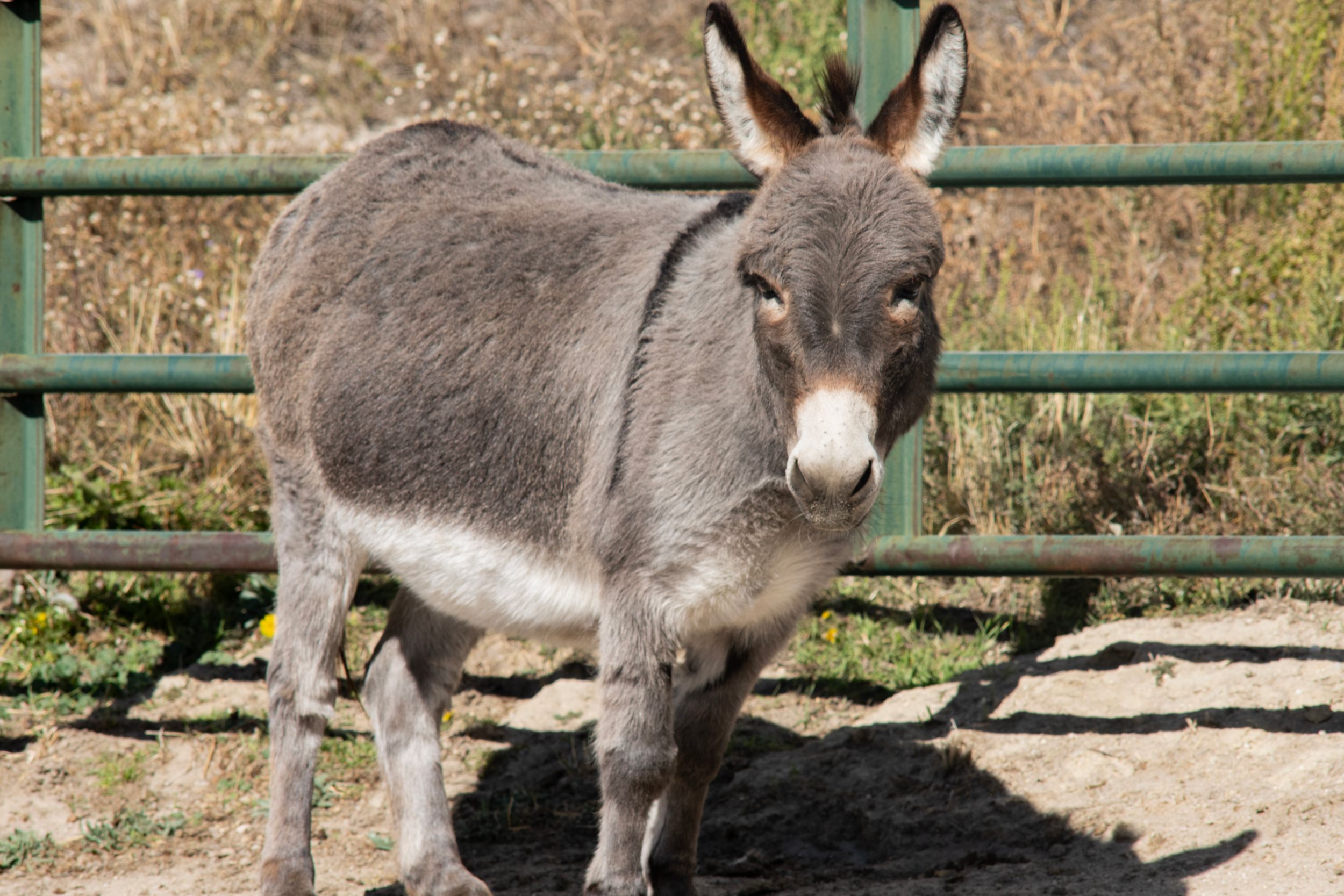 A group of gray donkeys stand near a metal fence in a dry grassy field.