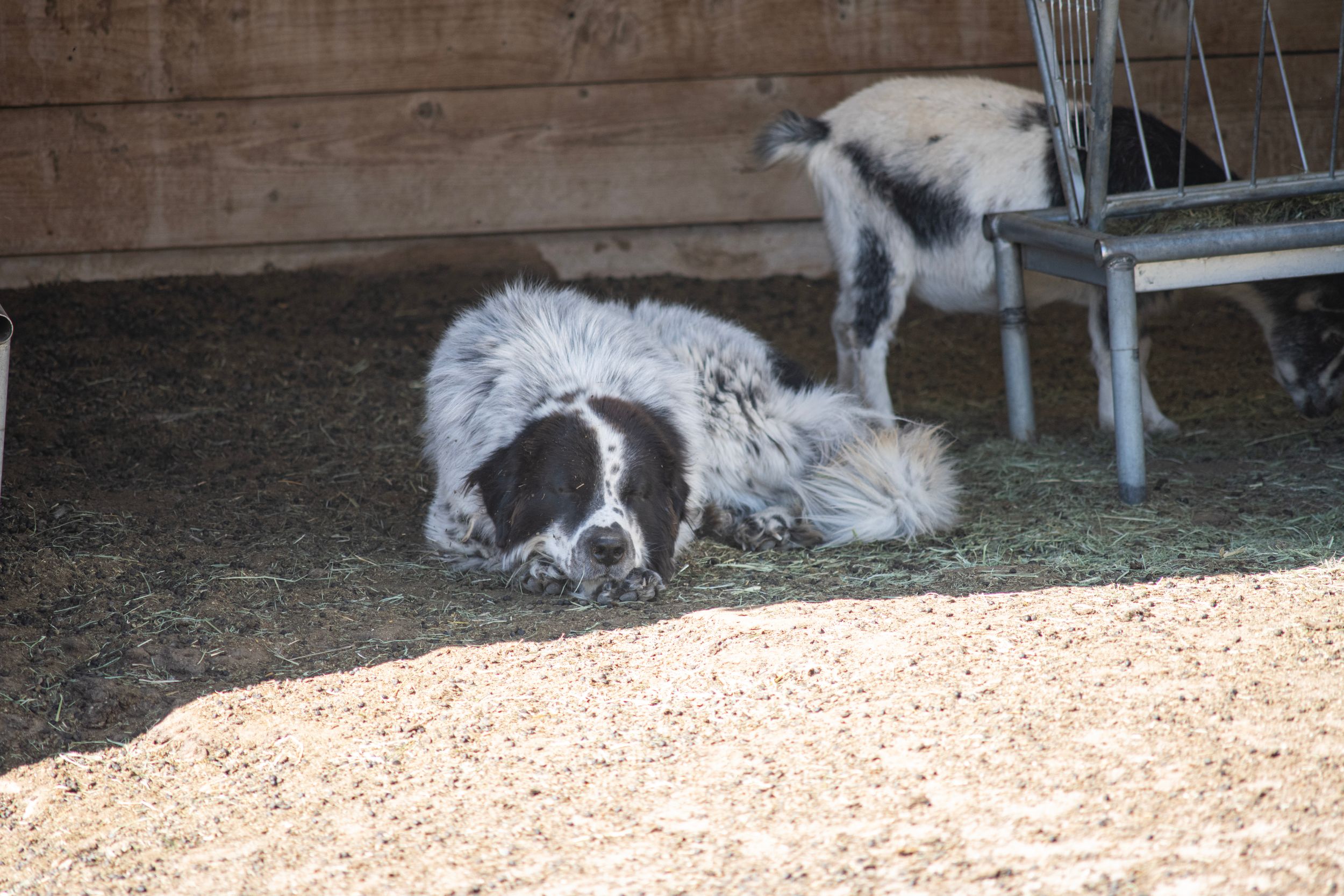 Corn kernels spread out on a drying surface with dogs resting in the background.