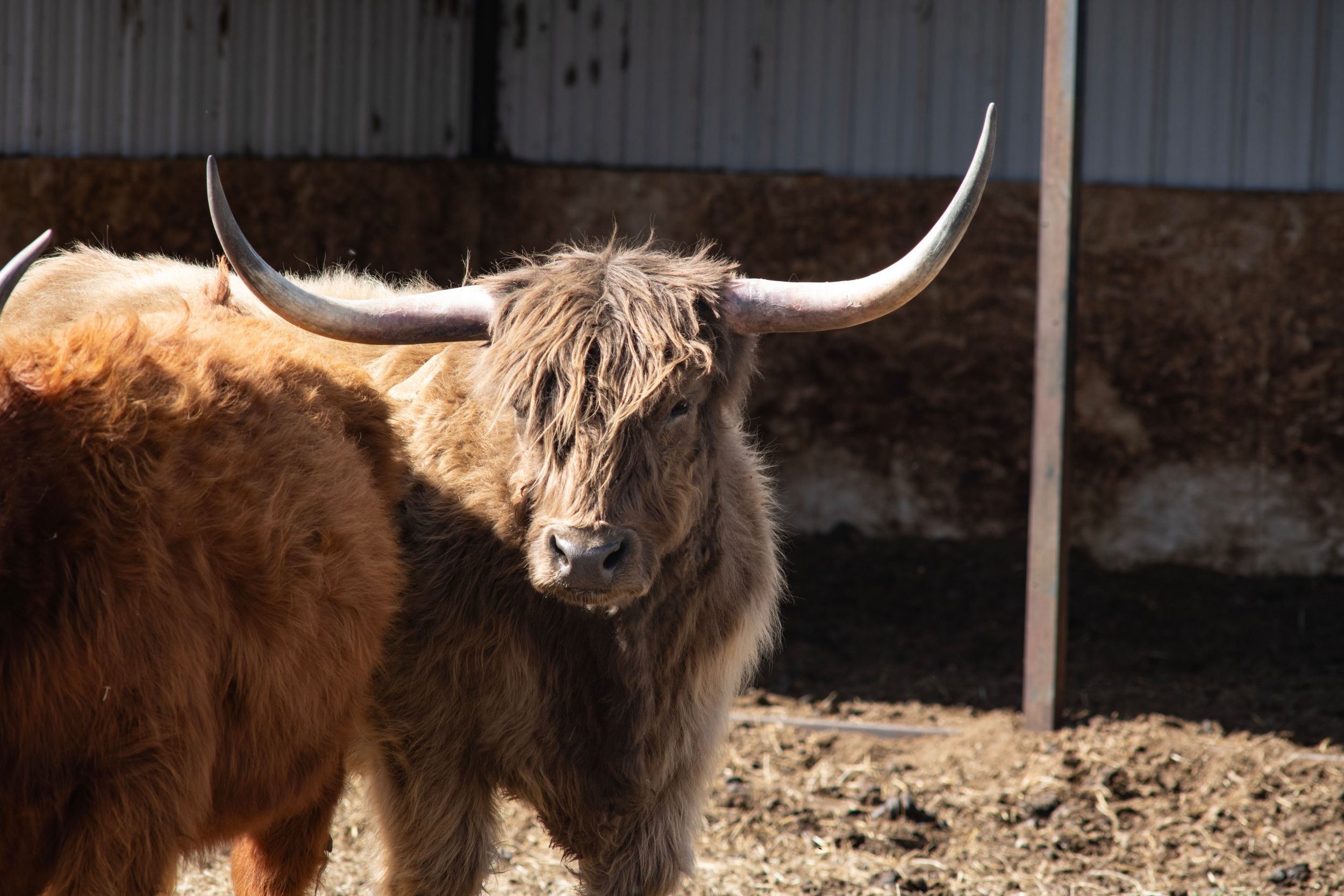 A Highland cow with long horns and shaggy brown fur stands in a barn on a sunny day.