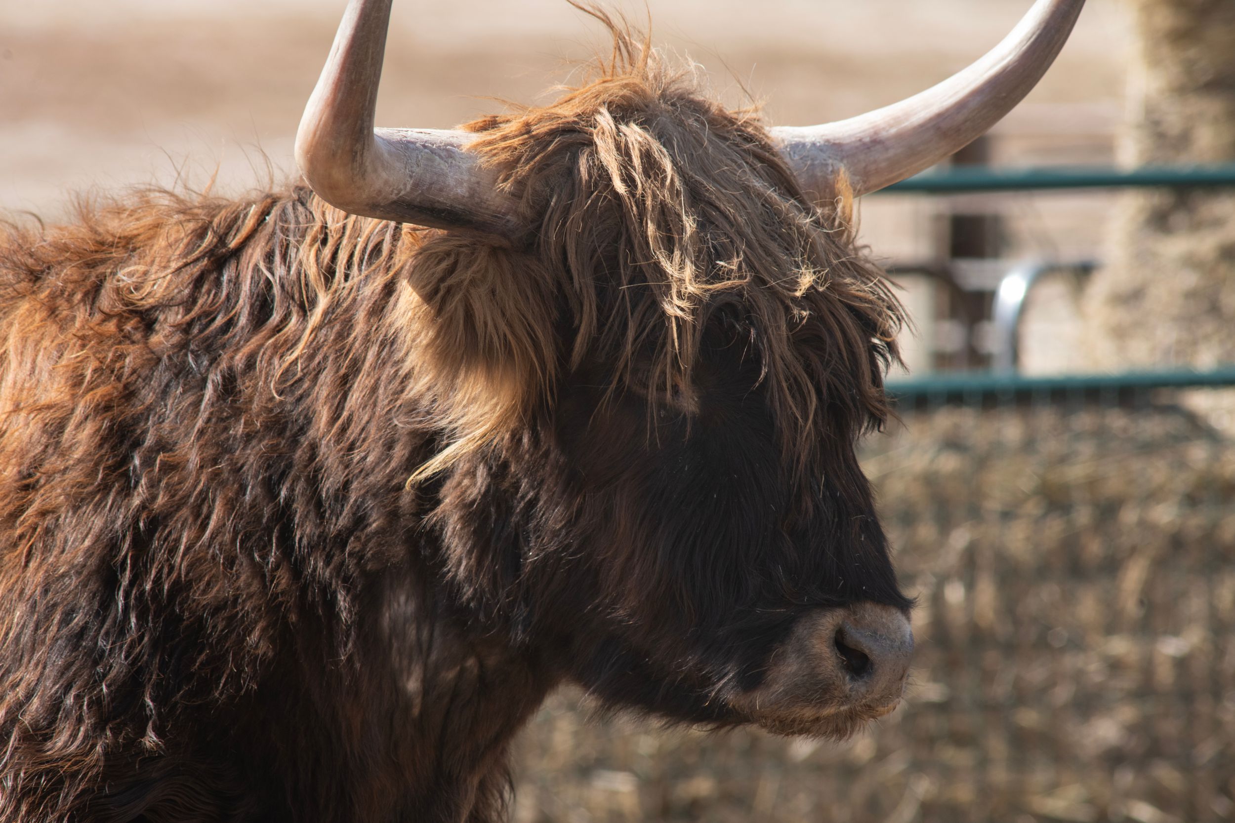 A close-up profile view of a shaggy Highland cow with long horns and brown fur.