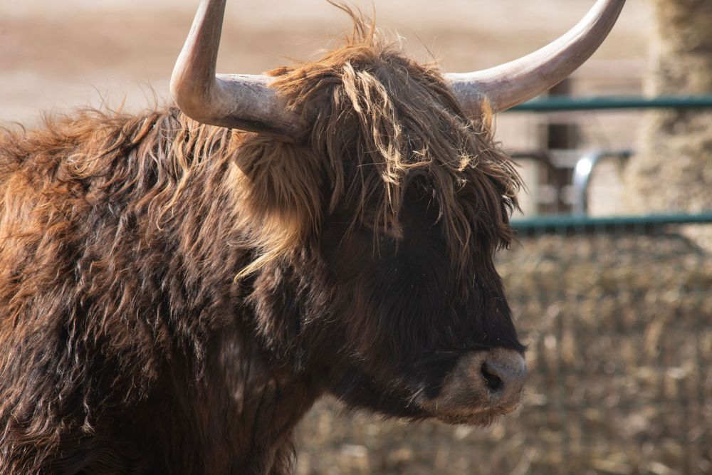 A close-up profile view of a shaggy Highland cow with long horns and brown fur.