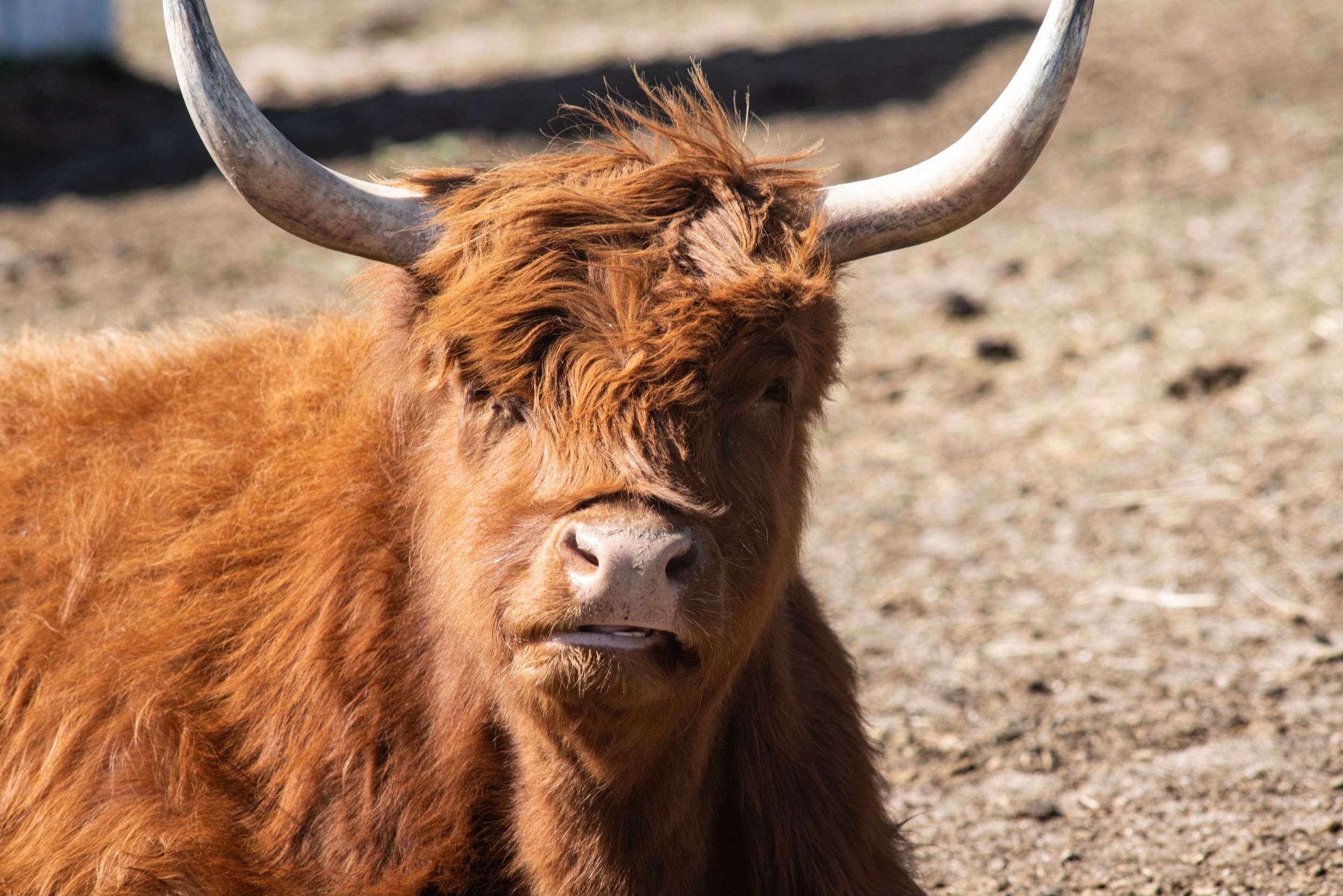 A close-up view of a Highland cow's face showing its distinctive long horns and shaggy reddish-brown fur.