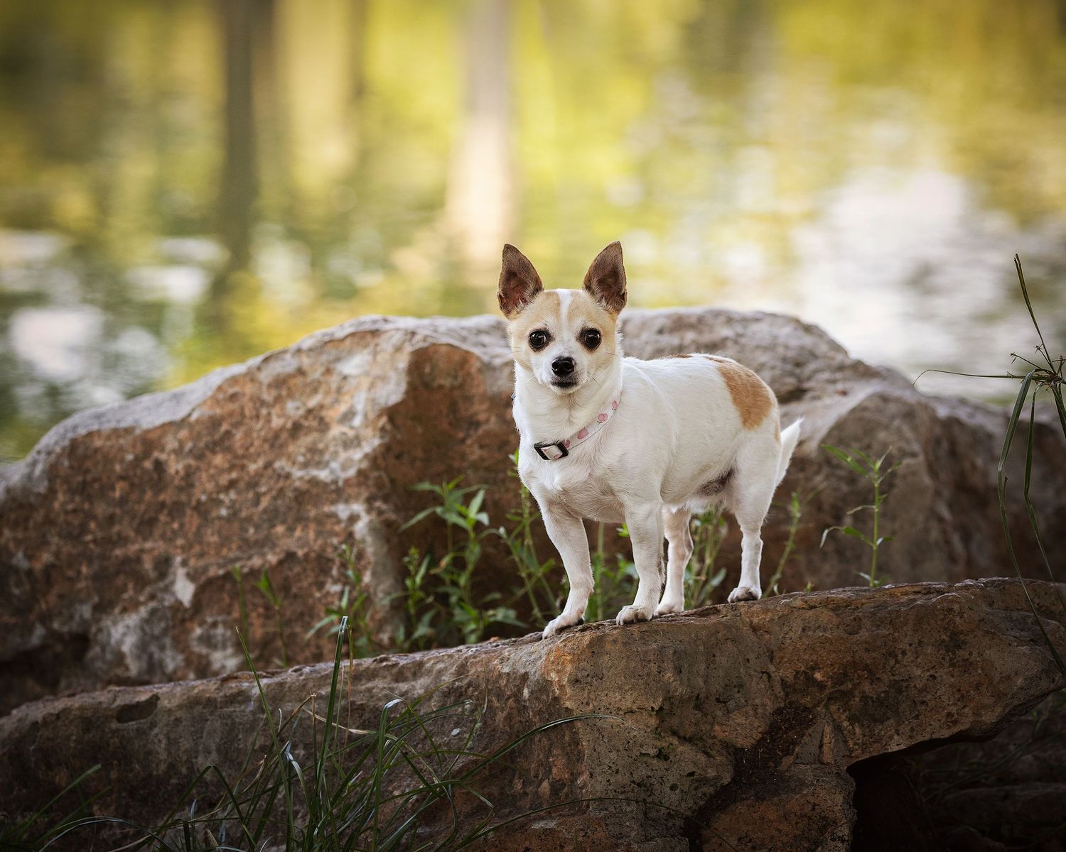 Small white chihuahua dog stands alert on a large rock formation in natural outdoor setting.