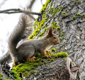 Orava jalavassa