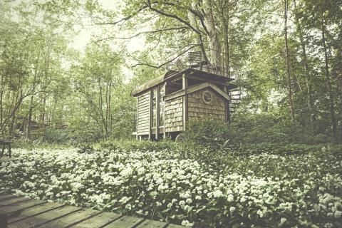 A rustic wooden cabin nestled in a forest meadow filled with blooming white wildflowers on a sunny day.