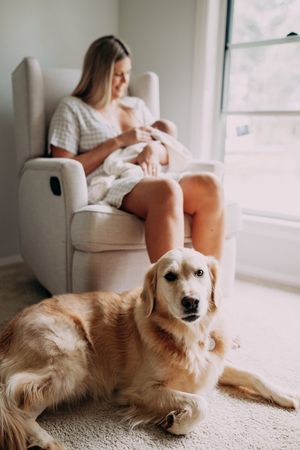 A golden retriever dog relaxes on a light carpet near a window in a bright room.