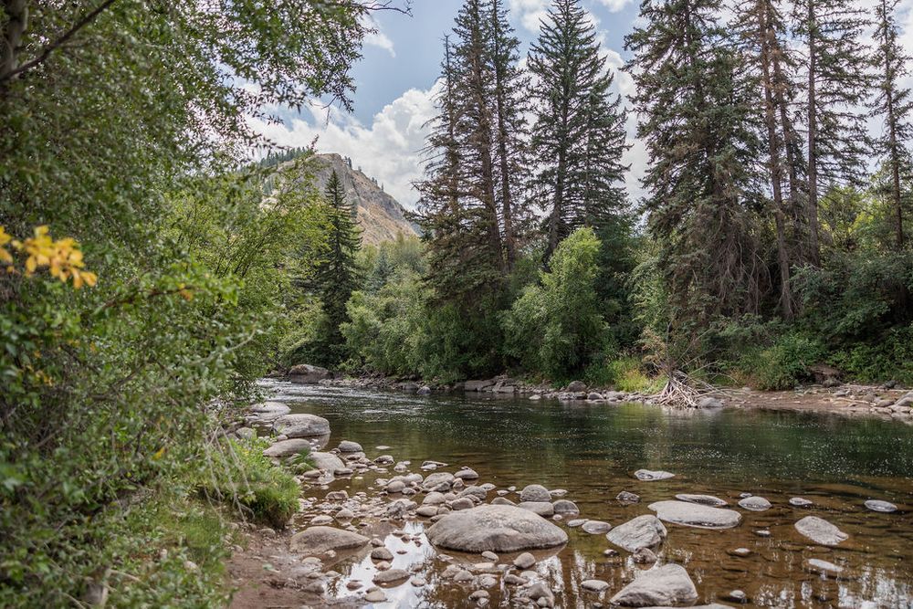 Scenic mountain river flows through evergreen forest with rocky shores and crystal clear water.