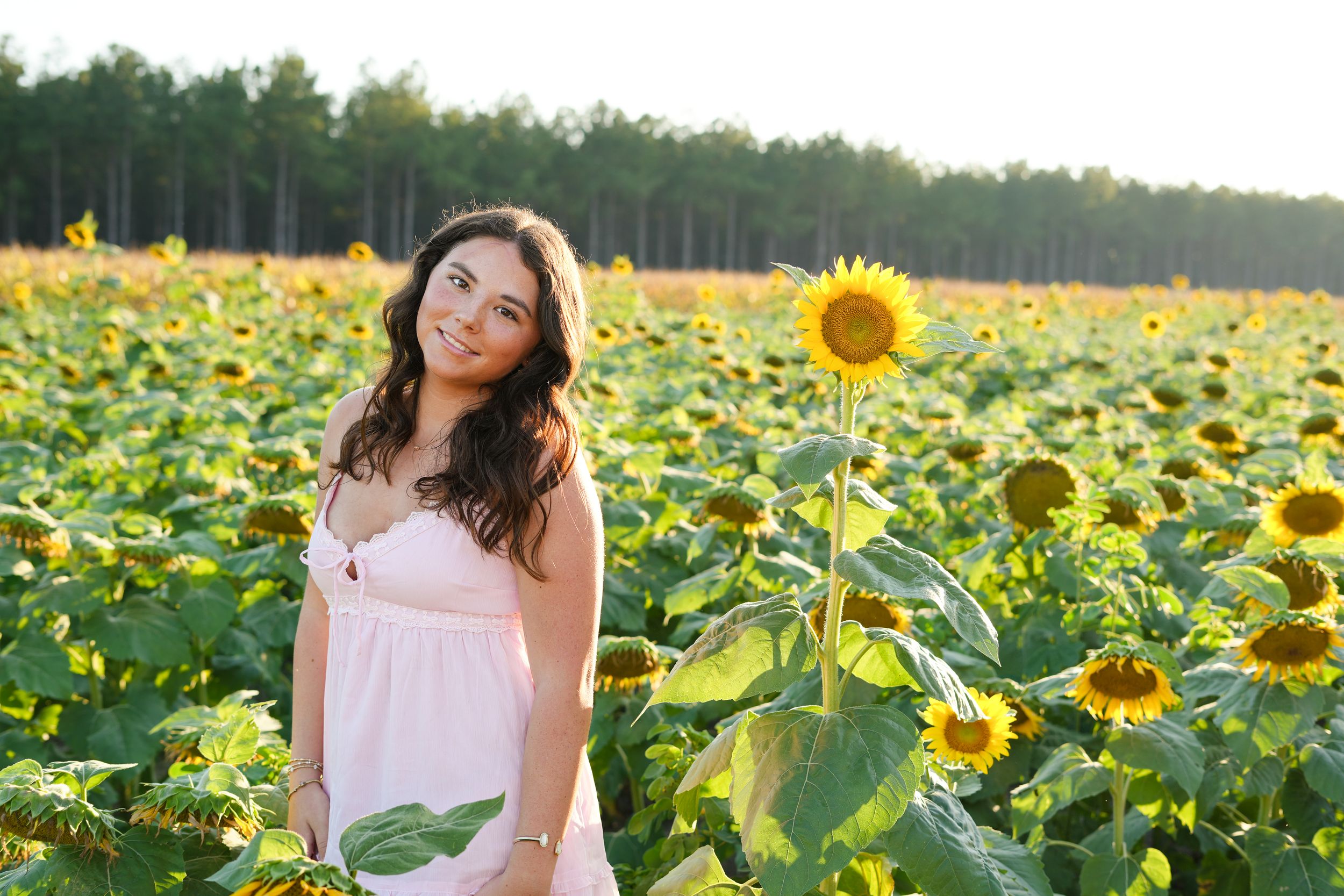 Bright yellow sunflower field stretches into distance under blue summer sky.