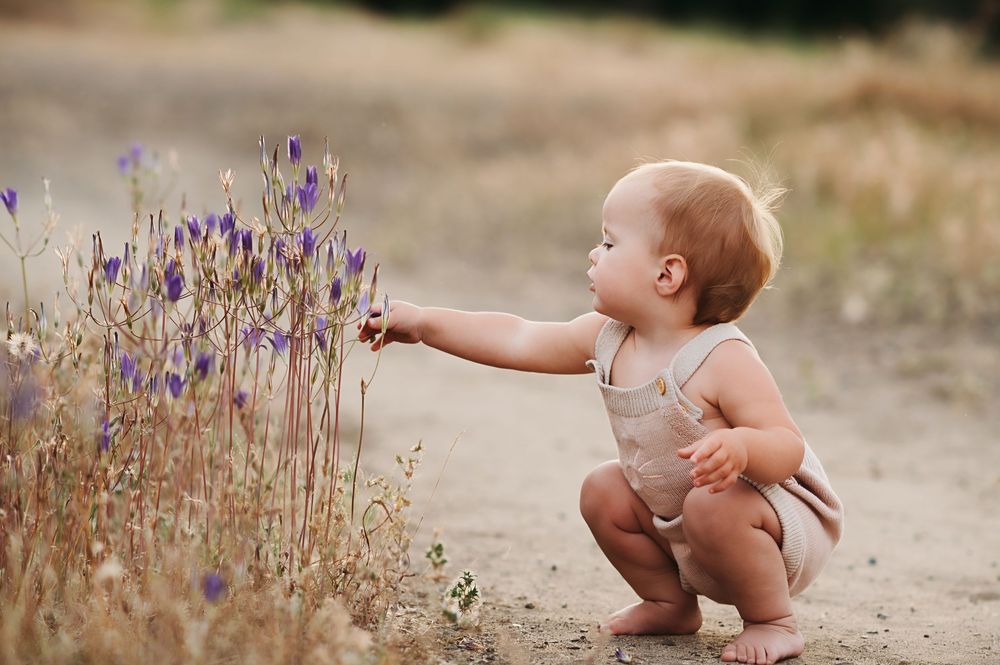 A small child explores purple wildflowers growing along a dirt path in a series of connected photos.