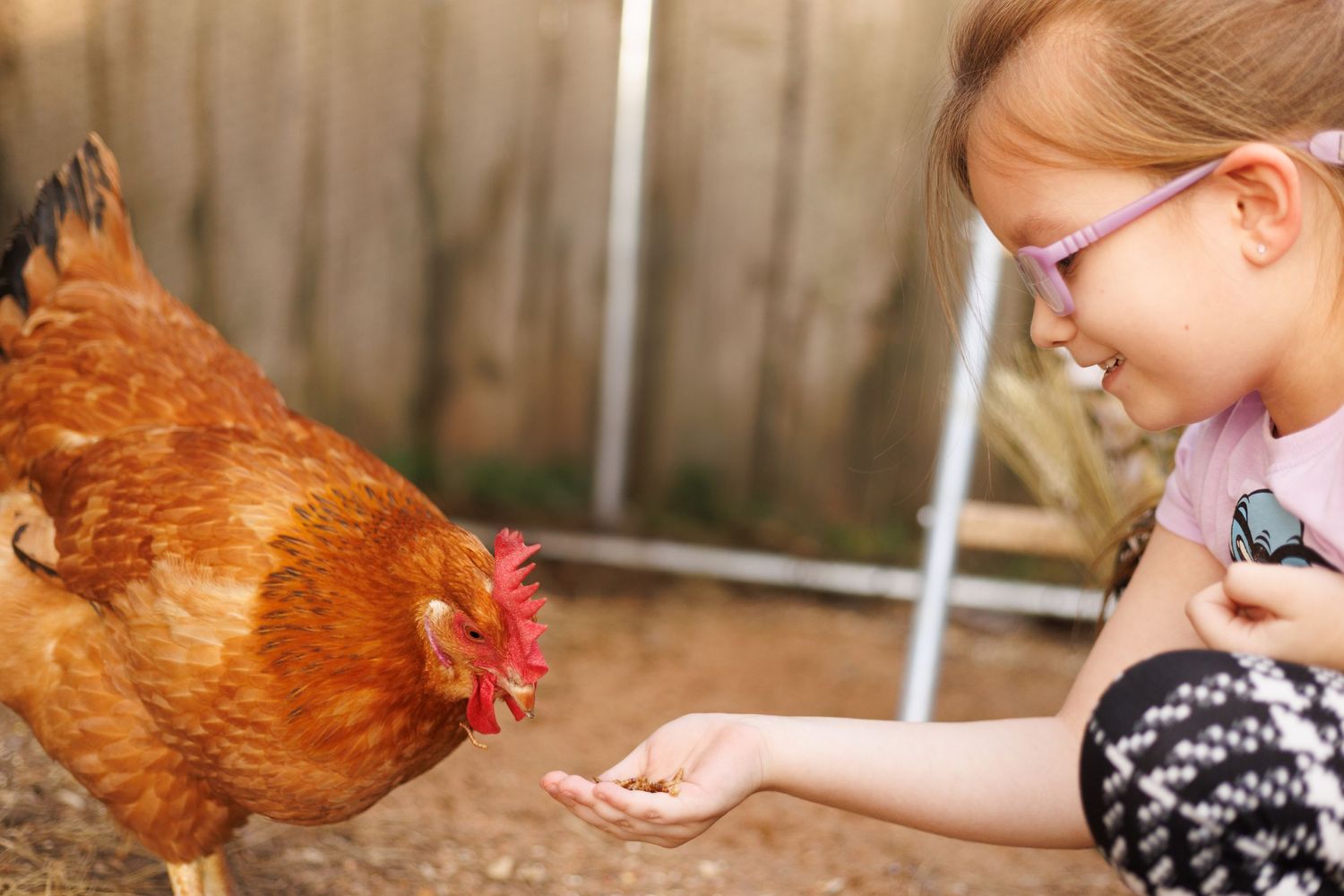 Cute little girl feeding her pet chicken