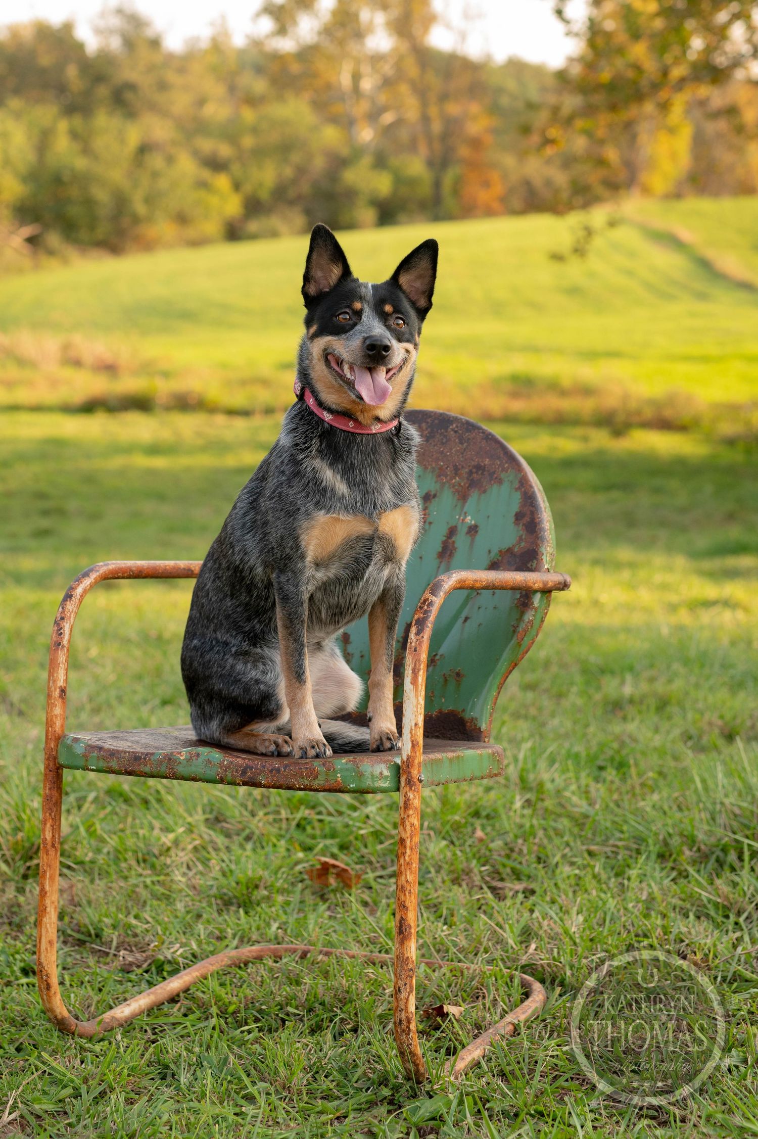 Australian Cattle Dog sits alert on rustic metal chair in sunny autumn field.