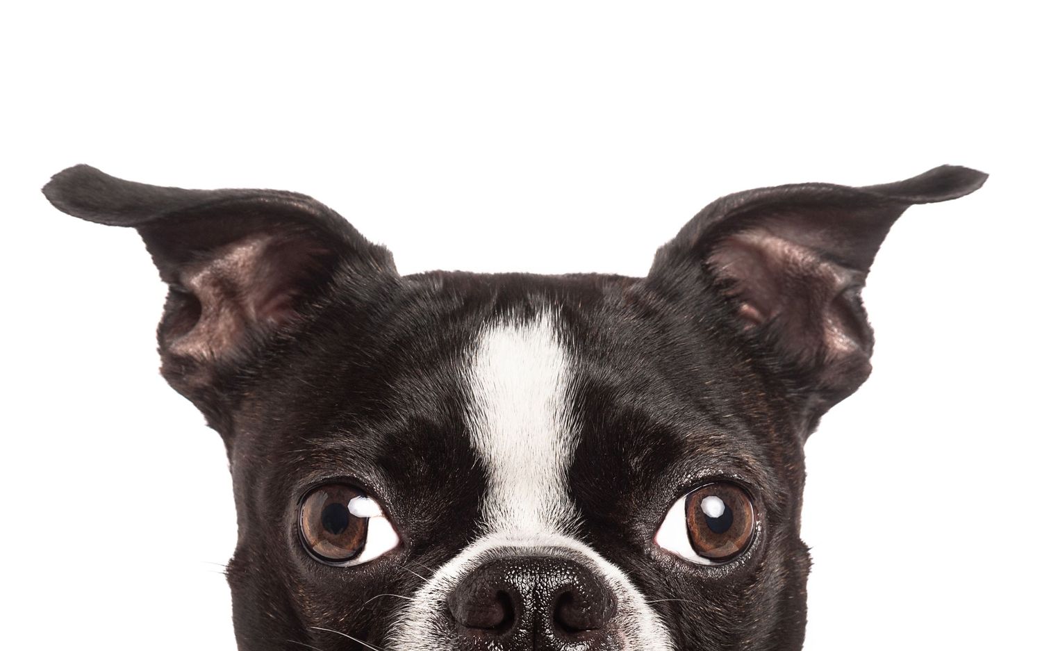 Close-up of Boston Terrier's eyes and ears against white background.