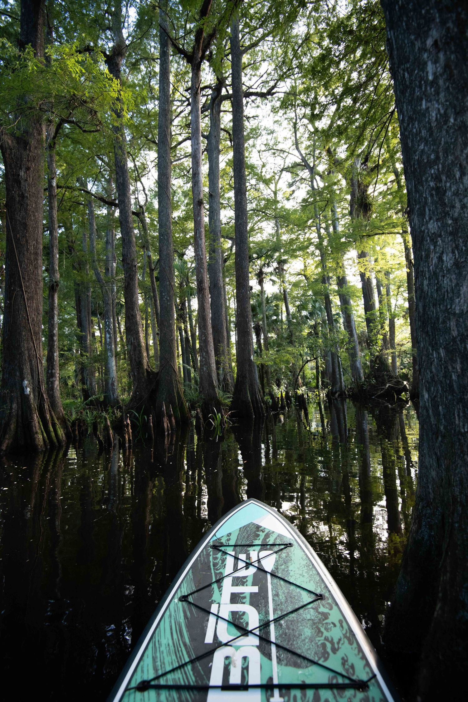 Front view of a paddleboard on calm water surrounded by tall cypress trees in a misty swamp forest.