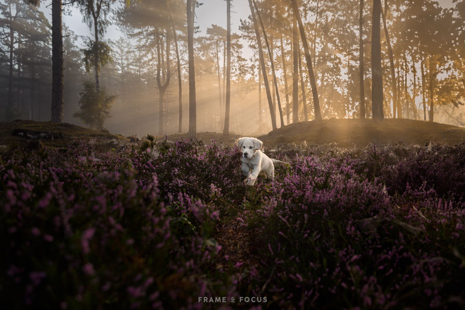 Golden retriever Puppy Utrecht hondenfotograaf