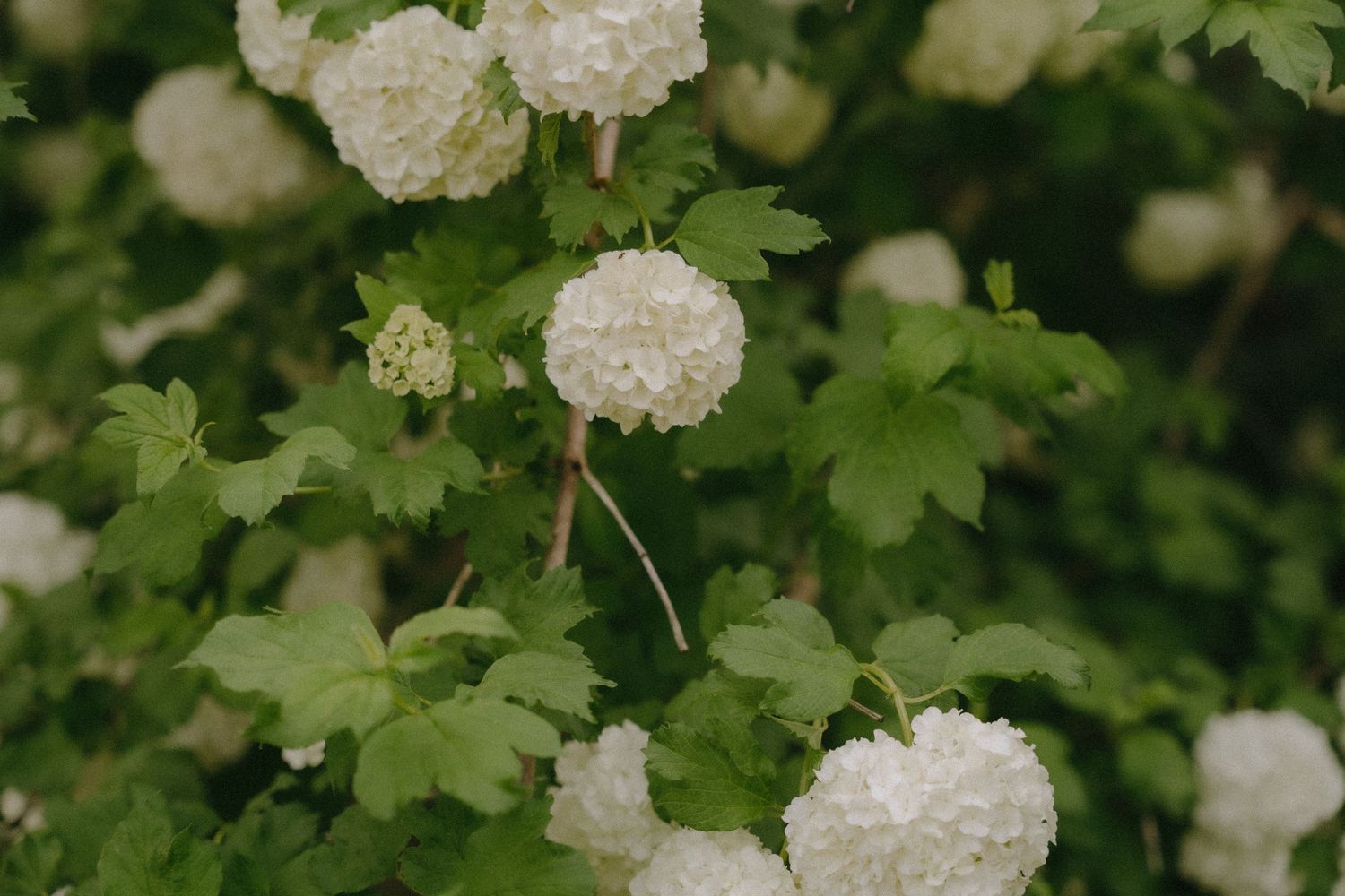 White hydrangea blooms clustered among lush green foliage in garden setting.