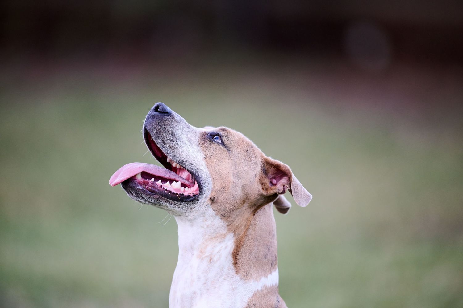 A happy tan and white dog looks up with joy, showing a cheerful expression against a blurred background.