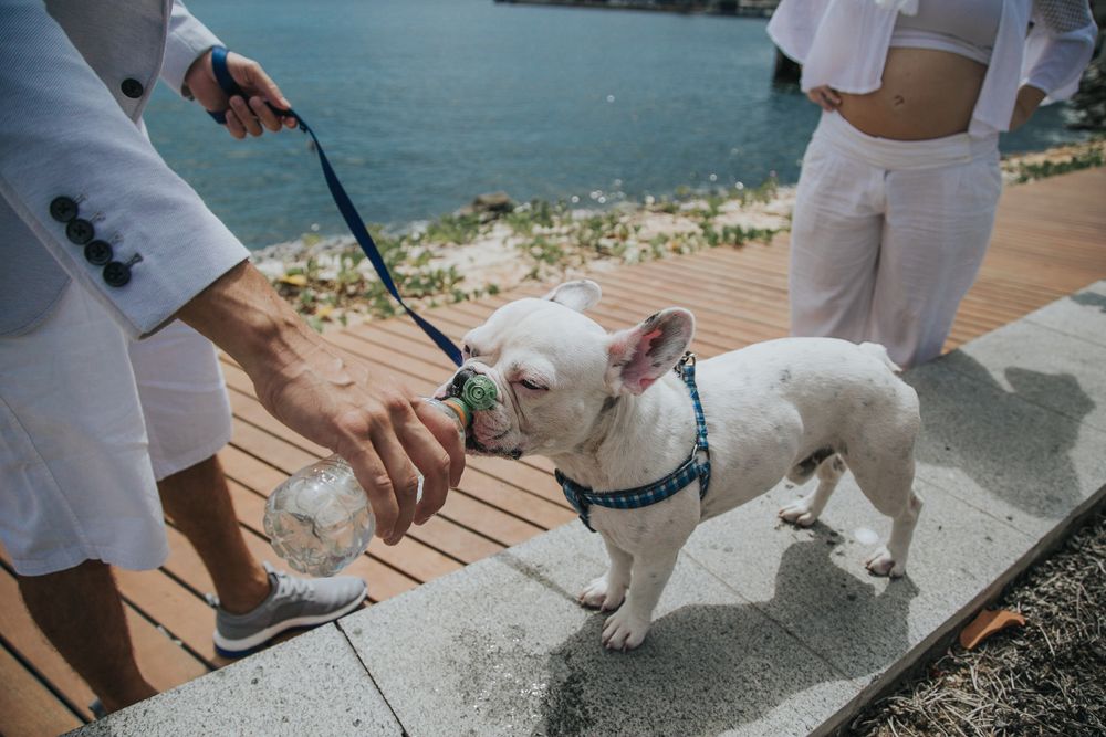Small white dog being walked on a leash along a waterfront path on a sunny day.