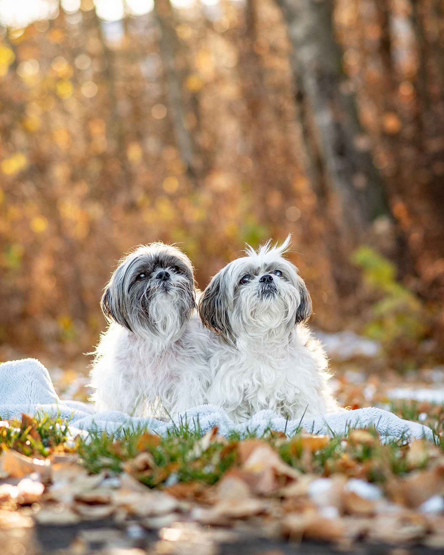 Dog Portrait Close-up, Red Deer Alberta Photographer