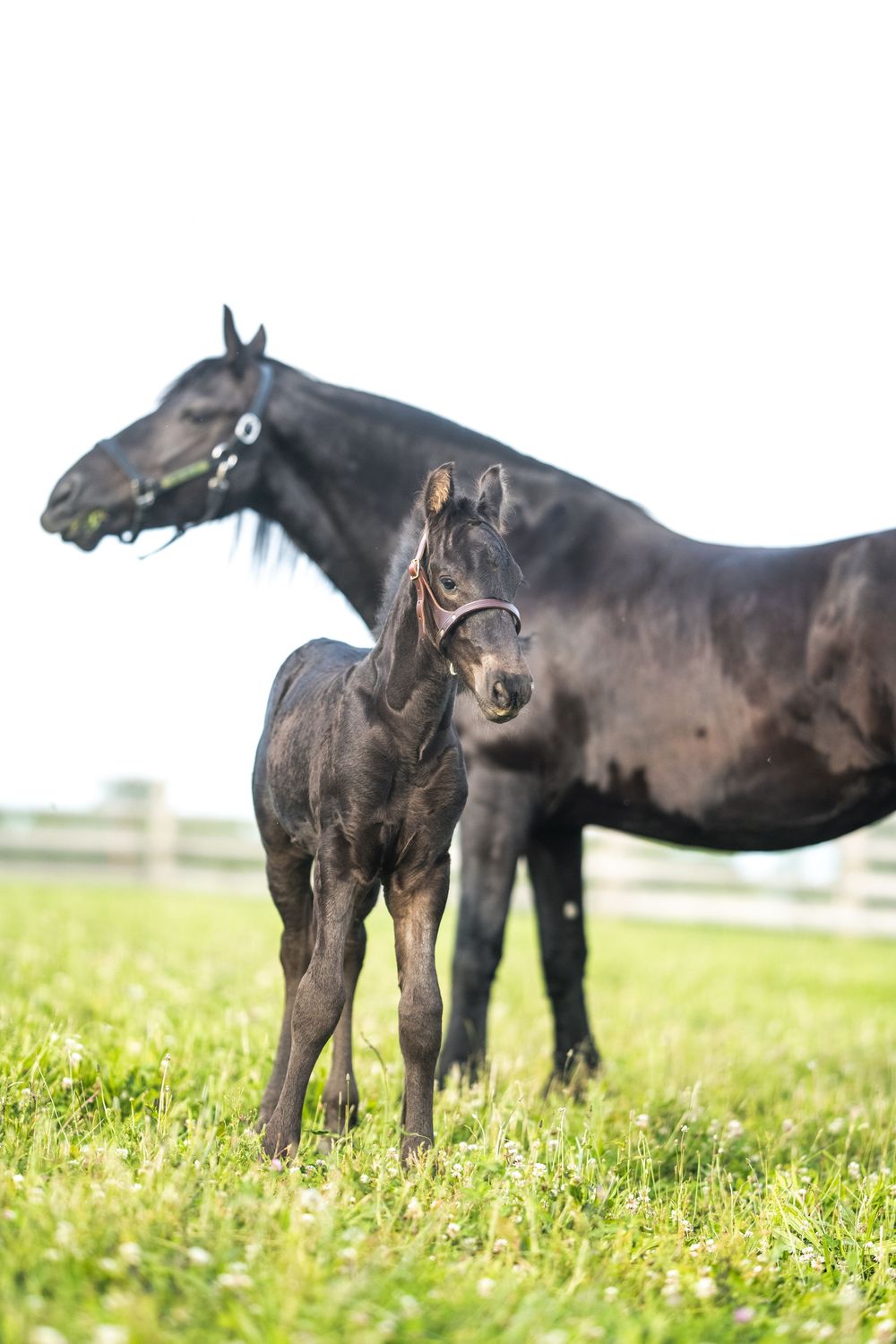 Black foal standing in grassy meadow with other horses grazing.