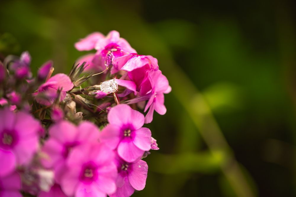 Pink garden phlox flowers bloom vibrantly against a soft green blurred background.