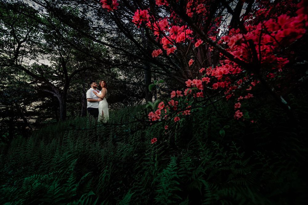 Red azalea flowers bloom against dark green foliage in a spring garden.